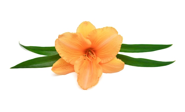 Kwiat pomarańczowy hemerocallis daylily z liściem na białym tle Natura makro Koncepcja wiosna Pręcik i słupek Obiekt kwiatowy wzór Płaski świecki widok z góry