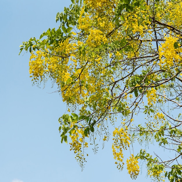 Kwiat przetoki Cassia.