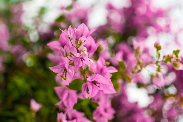 Kwiat purpurowy Bougainvillea