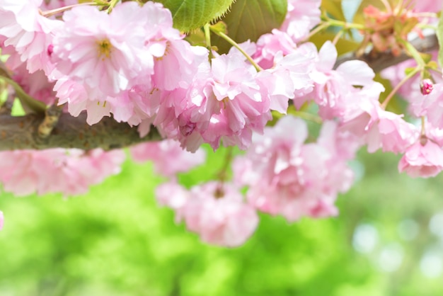 Kwiat Różowe Kwiaty Sakura Na Gałęzi Drzewa Wiosną. Makro Z Bliska Strzał