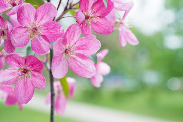 Kwiat różowe kwiaty sakura na gałęzi wiśniowego drzewa wiosna w parku. Makro z bliska strzał