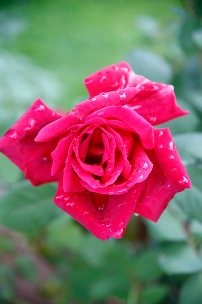 Kwiat Różowe Płatki