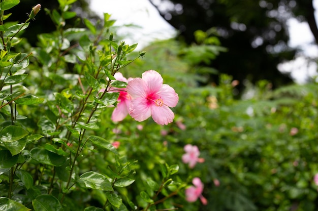 Kwiat różowego hibiskusa na drzewie