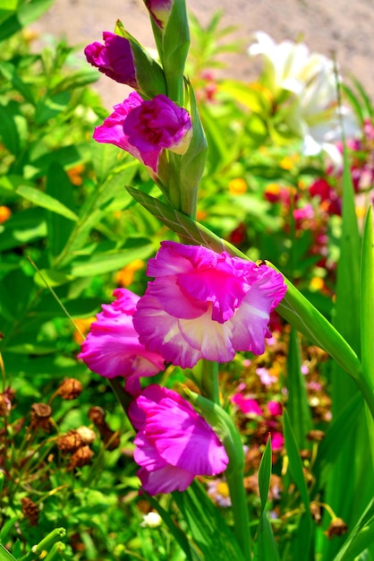 Kwiat różowego mieczyk na rabatach w ogrodzie