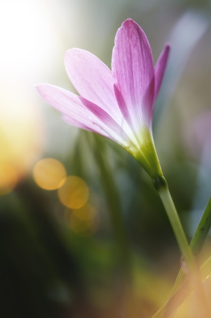 Kwiat różowej Zephyranthes Lilia Deszczowa Lilia Wróżka LiliaMakrofotografia wiosennego kwiatu