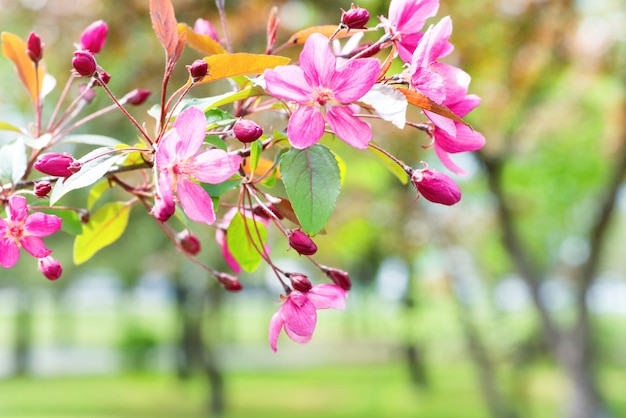 Kwiat różowych kwiatów sakura na gałęzi wiosennego drzewa w parku