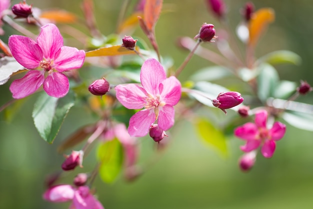 Kwiat różowych kwiatów sakura na gałęzi wiosennego drzewa wiśni w parku