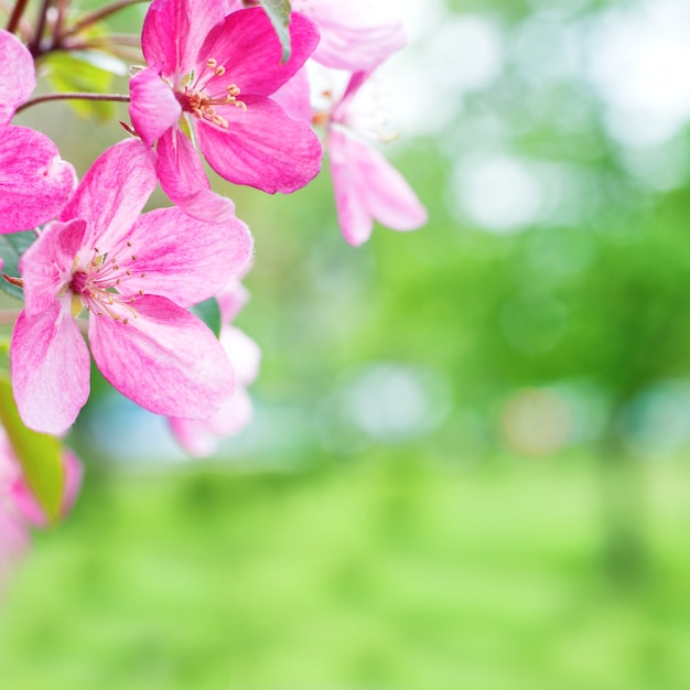 Kwiat różowych kwiatów wiśni sakura na gałęzi drzewa wiosna w parku. Makro z bliska strzał