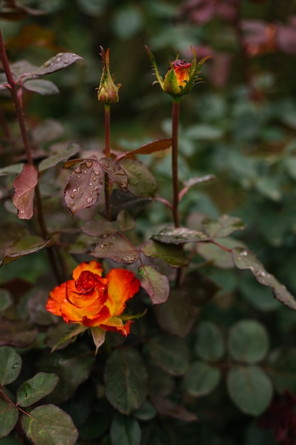 Kwiat róży jest żółty. Otwarty pączek kwiatowy z kroplami deszczu lub rosy na płatkach.