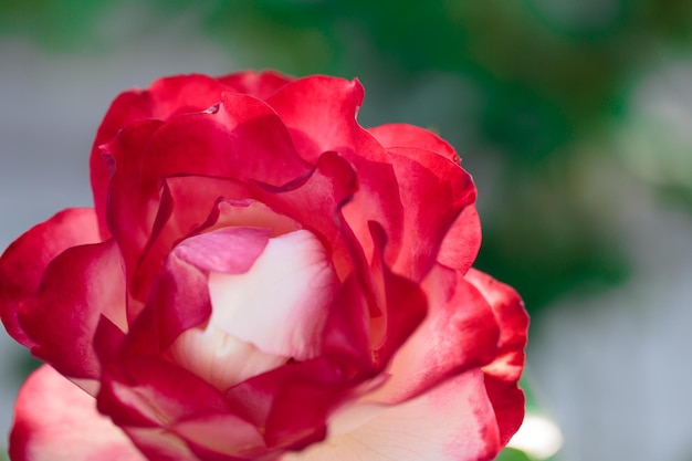 Kwiat Róży Makro Czerwona Róża Kwiat Zbliżenie Wysokiej Jakości Naturalne Tło Piękne Tło