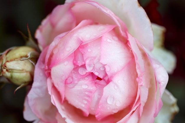 Kwiat róży makro Różowy kwiat róży z bliska Wysokiej jakości naturalne tło Piękne tło