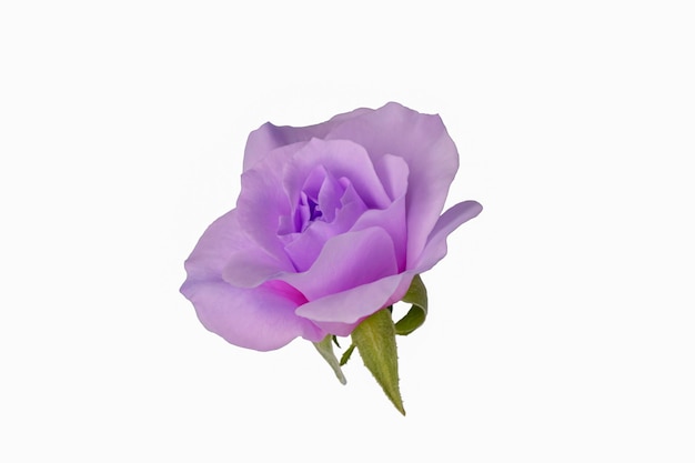Kwiat róży na białym tle Roślina kwitnąca Fioletowy kolor