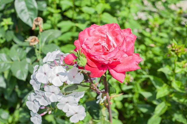 Kwiat Róży Pink Garden Eye Bud Blossom Blum