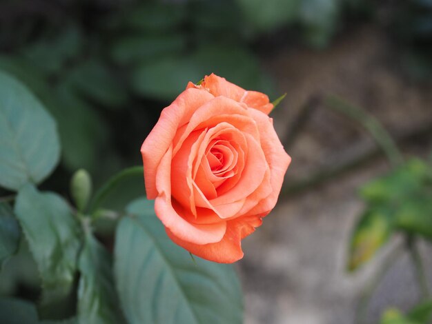 Kwiat róży pomarańczowej naukowiec nazwa Rosa