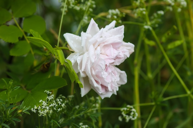 Kwiat róży w letnim ogrodzie