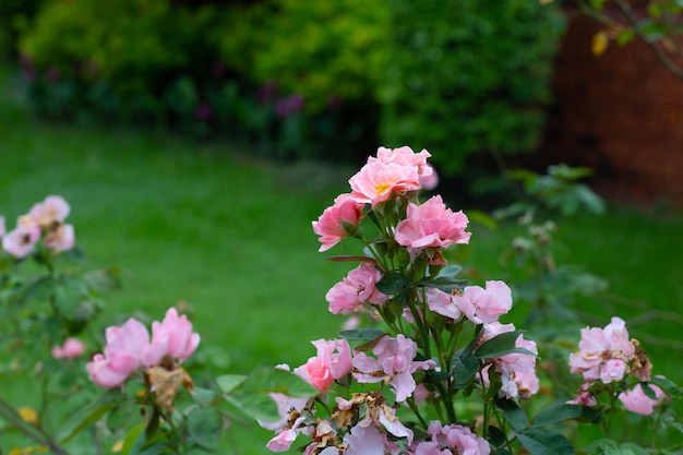 Kwiat Róży W Ogrodzie