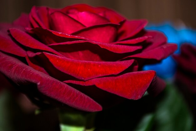 Kwiat Róży Zbliżenie Róża