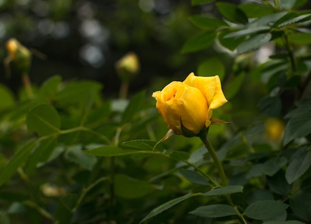 Kwiat róży. Zdjęcie rośliny w ogrodzie na zielonym tle. Nieostrość