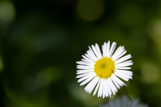 Kwiat rumianku na białym tle na naturalnym ciemnym tle