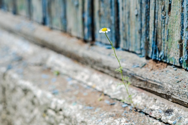 Kwiat rumianku rosnący na crack grunge wall soft focus pusty tekst