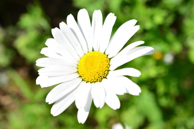 kwiat rumianku z białymi płatkami w słoneczny dzień na białym tle makro