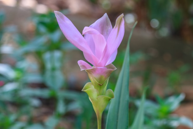 Kwiat Siam Tulip