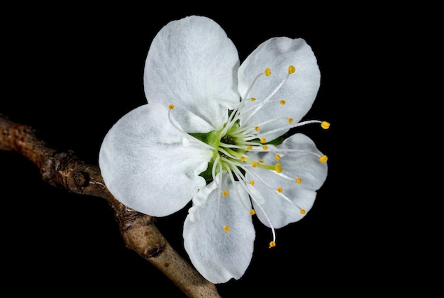 Kwiat śliwki na gałęzi z bliska
