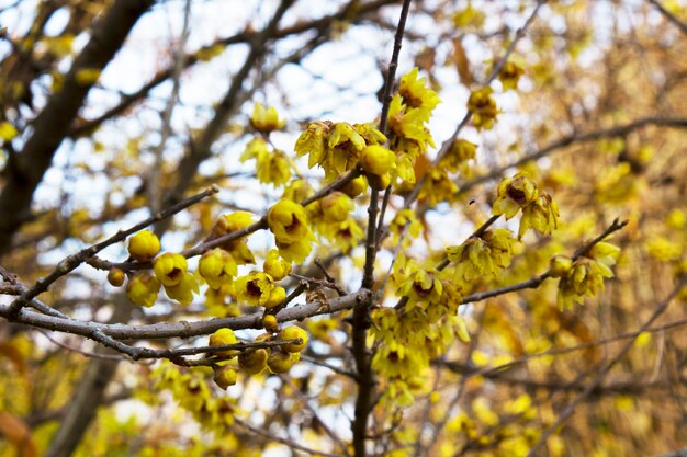 Kwiat śliwy wczesną wiosną, kwiat wczesną zimą, pachnące żółte kwiaty na krzaku, pierwiosnki, lutowe kwiaty, żółte kwiatowe naturalne tło