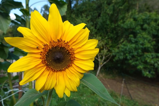kwiat słonecznika gigantyczna uprawa słonecznika Proces kwitnienia słonecznika w przydomowym ogrodzie