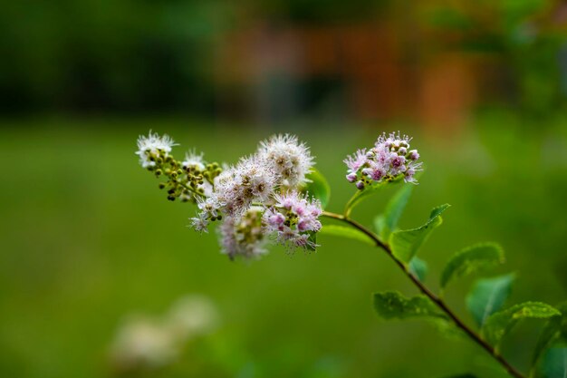 Kwiat Spirea salicifolia Meadowsweet white Meadowsweet narrowleafed meadowsweet flower