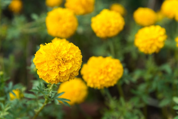 Kwiat (Tagetes erecta) żółty kolor w ogrodzie