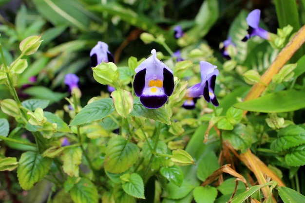 Kwiat Torenia Fournieri, znany również jako kwiat wahacza, ma kolor fioletowy z żółtymi słupkami