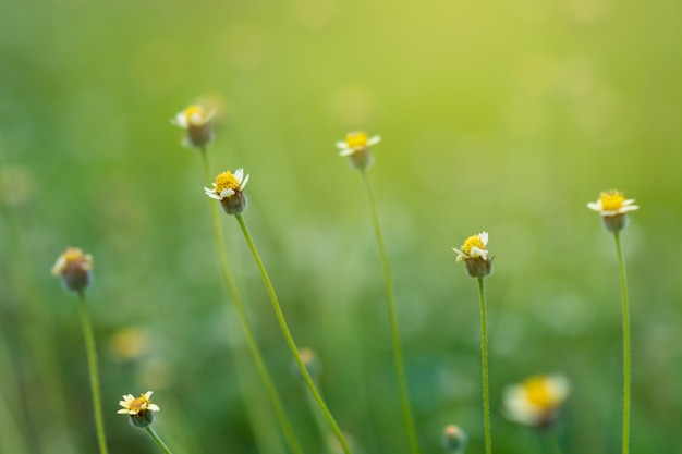 Kwiat trawa rozmycie Świeża trawa zielona Naturalne rośliny zielone krajobraz