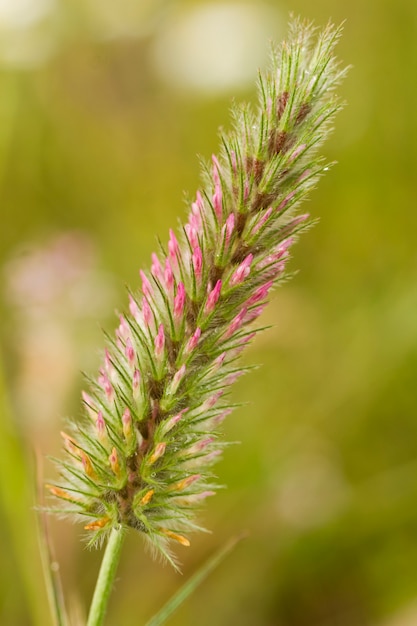 Kwiat Trifolium