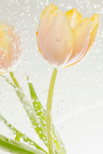 Kwiat tulipana z bąbelkami powietrza w kąpieli wodnej