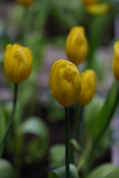 Kwiat tulipana z zielonym tłem liści w polu tulipanów Żółty kwiat tulipana