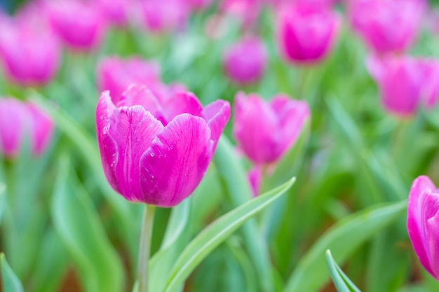 Kwiat tulipany tło. natura bokeh