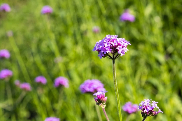 Kwiat Verbena bonariensis