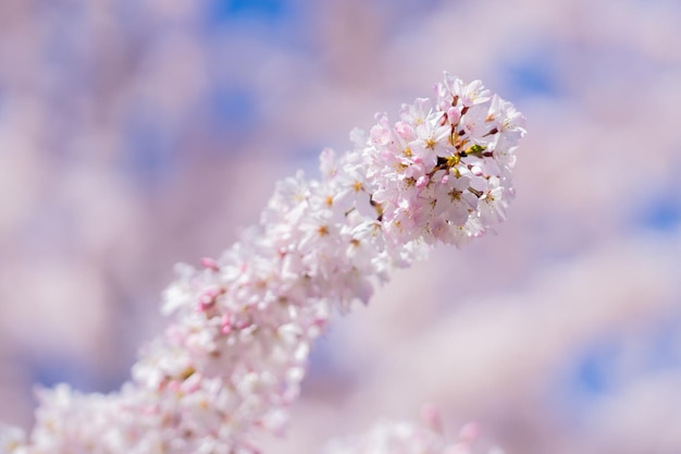 Kwiat wiosenny gałąź drzewa z białymi kwiatami kwiat wiosenny białe kwiaty drzewo owocowe sakura