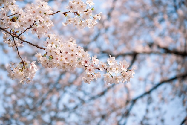 Kwiat wiśni, białe tło sakura