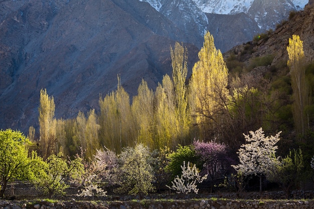 Zdjęcie kwiat wiśni i moreli w górskiej dolinie hunza w pakistanie. zdjęcie wysokiej jakości