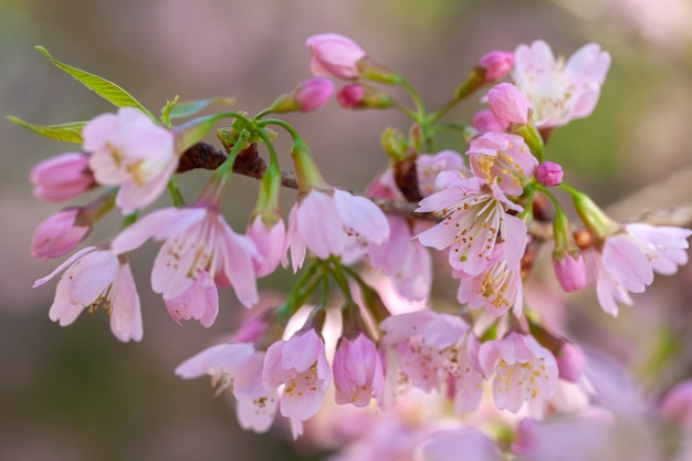 Kwiat wiśni - kwiat Sakury - wiśnia japońska, Prunus serrulata