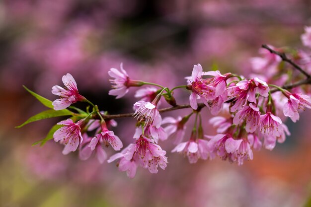 Kwiat wiśni - kwiat Sakury - wiśnia japońska, Prunus serrulata