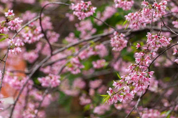 Kwiat wiśni - kwiat Sakury - wiśnia japońska, Prunus serrulata