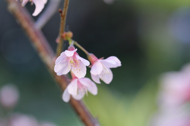 Kwiat wiśni, kwiaty sakura