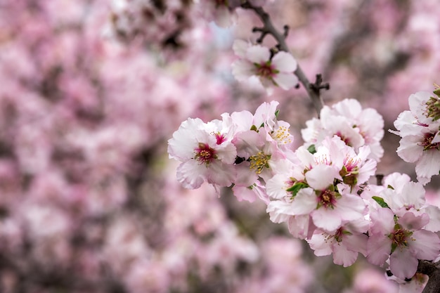 Kwiat wiśni, kwitnące drzewo sakura, różowe kwiaty