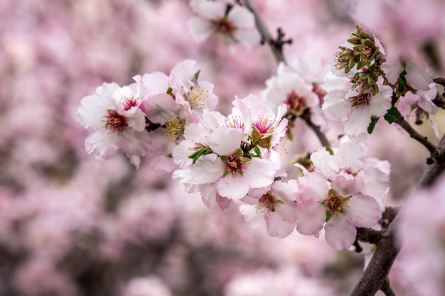 Kwiat wiśni, kwitnące drzewo sakura, różowe kwiaty