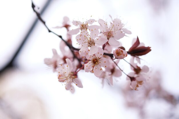Kwiat wiśni lub Sakura kwiat na tle przyrody