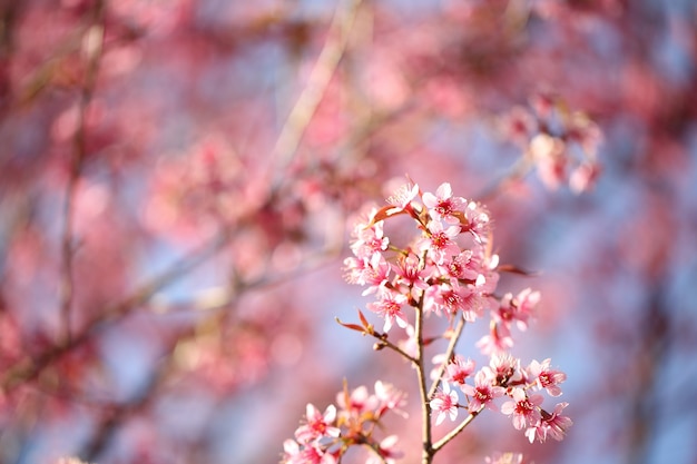 Kwiat wiśni, różowy kwiat sakura