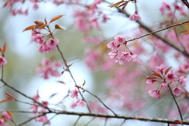 Kwiat wiśni, różowy kwiat sakura